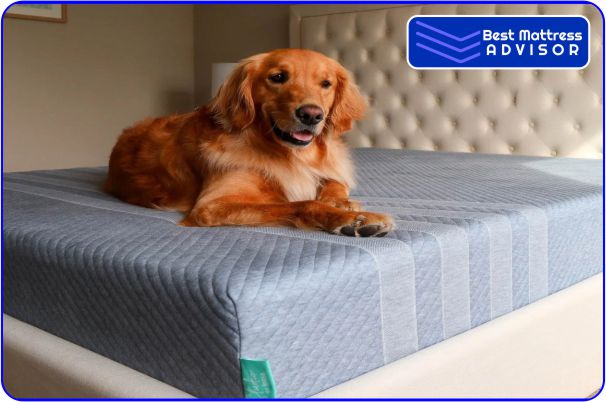 Best Pressure Relief Mattress