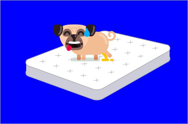 How to Get Dog or Cat Pee Out of a Mattress
