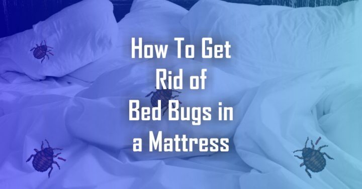 How to get rid of bed bugs in a mattress