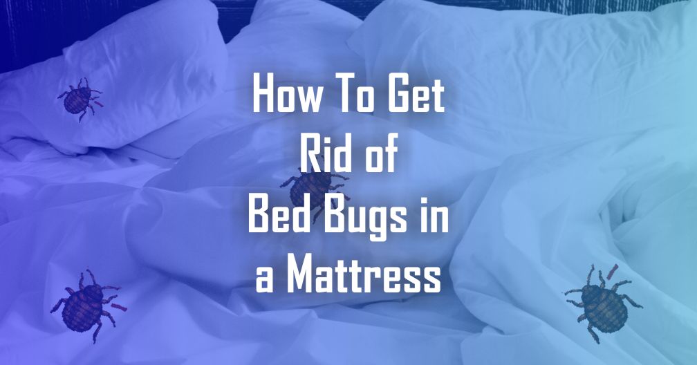 How to get rid of bed bugs in a mattress