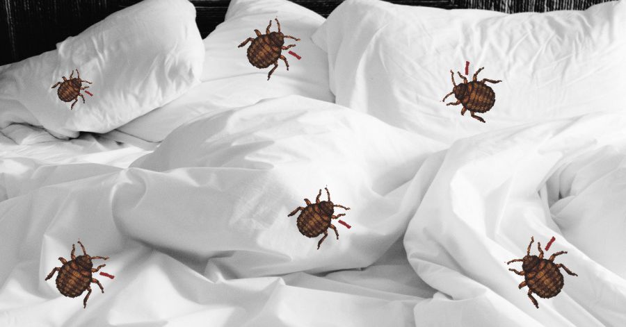 What are Bed Bugs